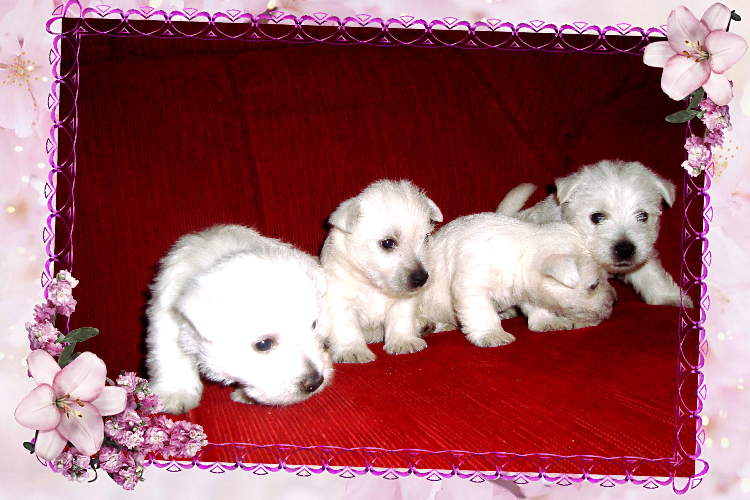 femea west highlander